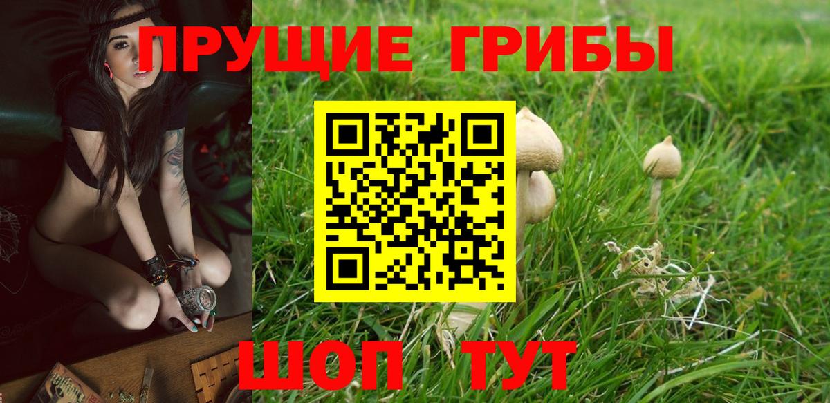 Псилоцибиновые грибы Psilocybine cubensis Дубна